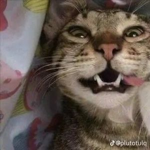 Meet your Posher, Abraham